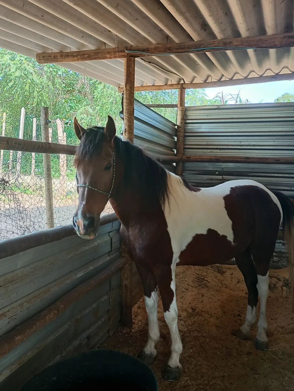 Cavalo macha picada - Foto 2