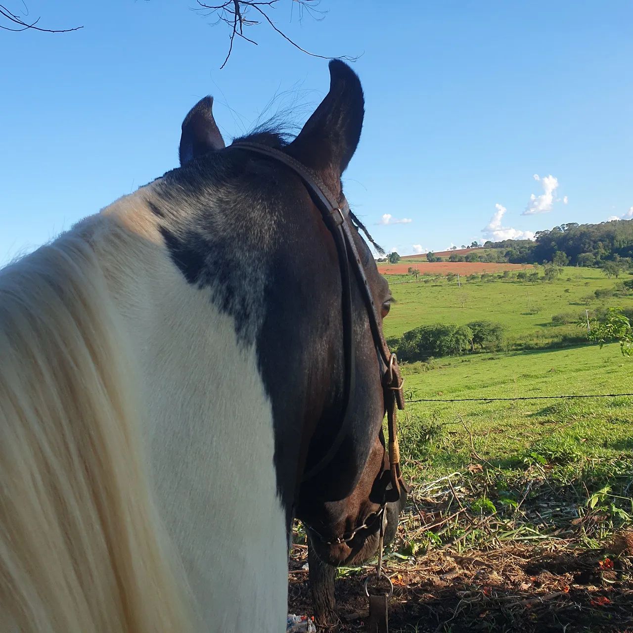 Cavalo Mangalarga Marchador - Foto 4