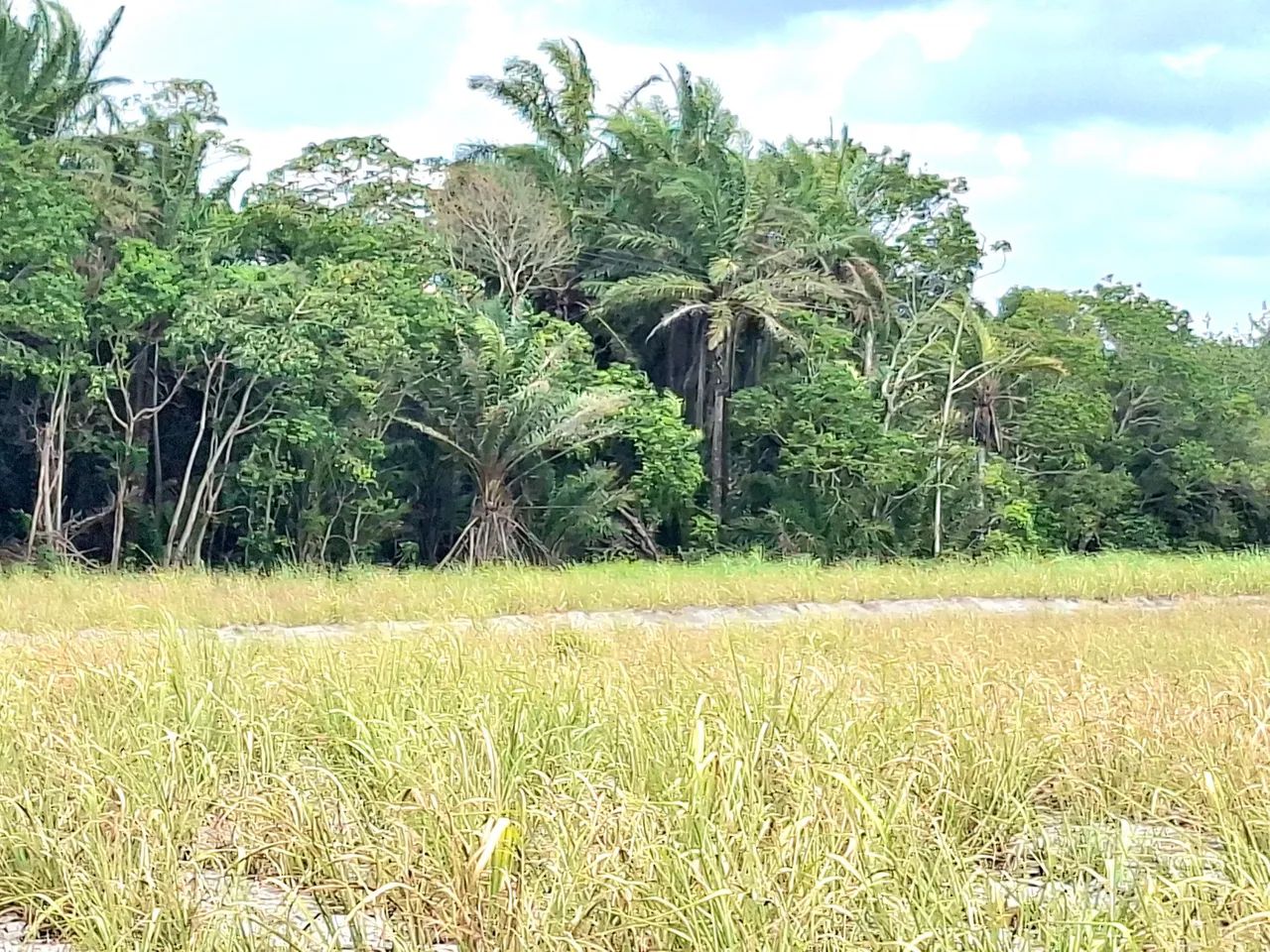 Vendo Sítio com 22 hectares em Alhandra