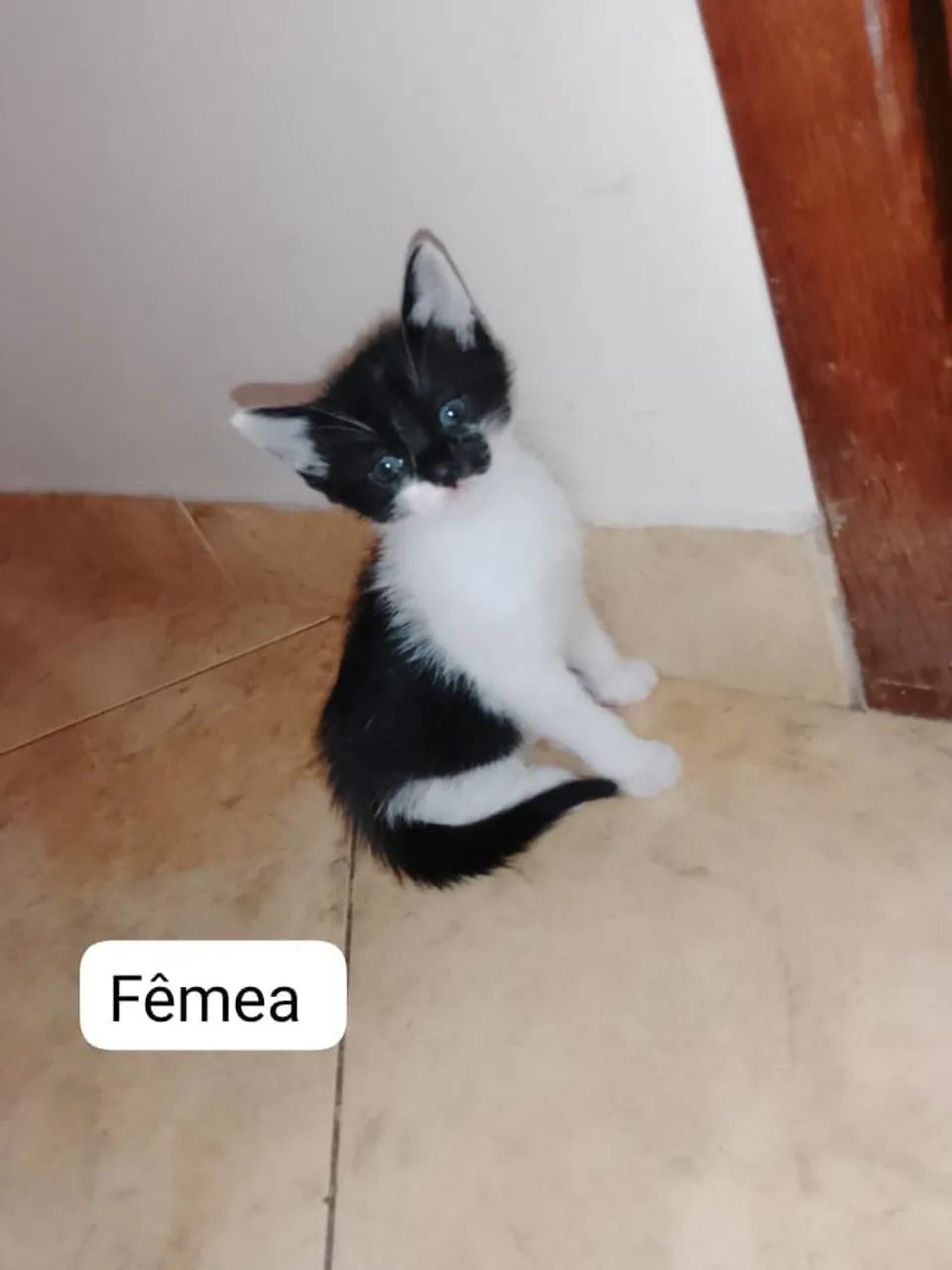 Gatos - Foto 2