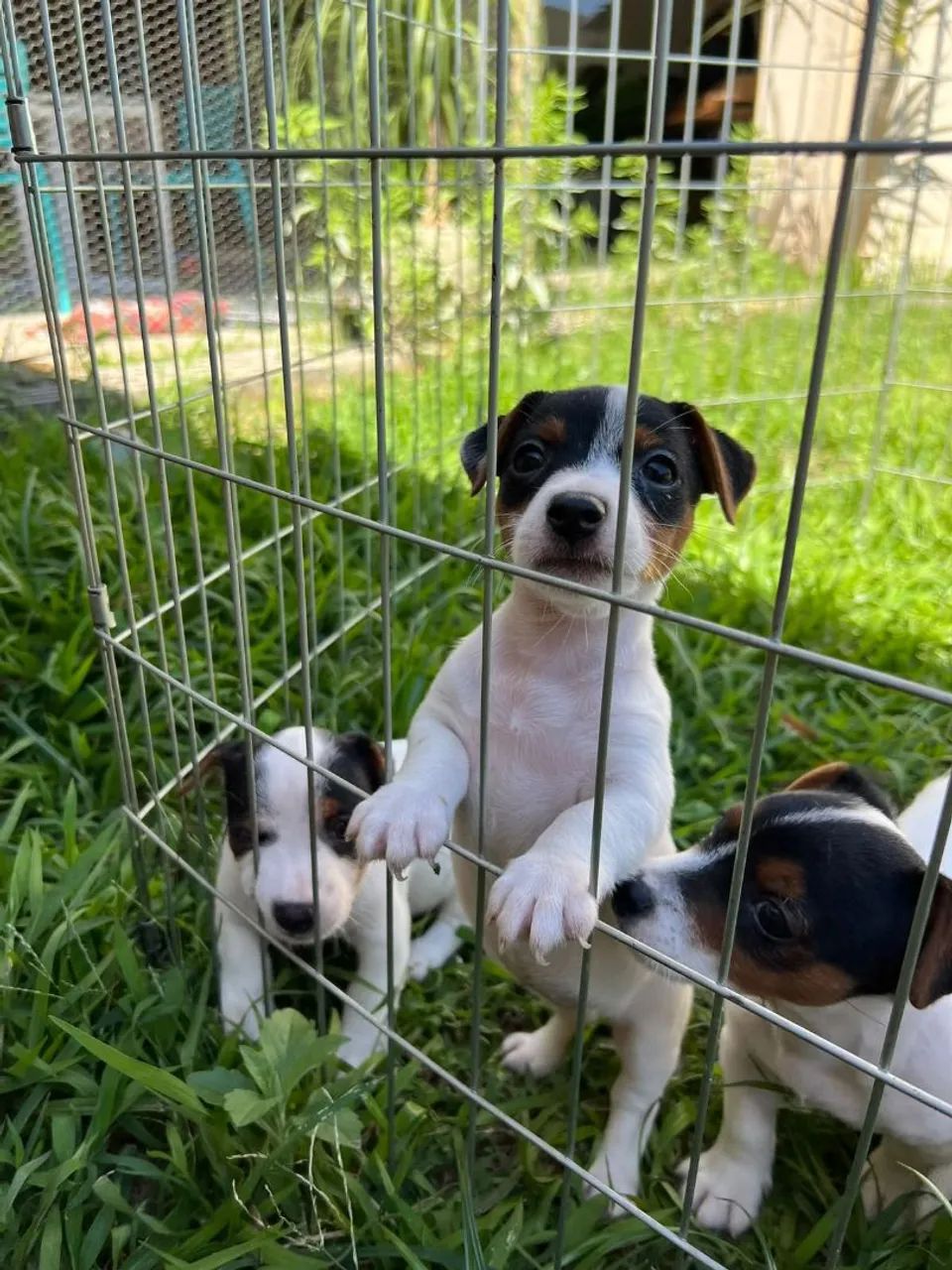 Jack russell  - Foto 5