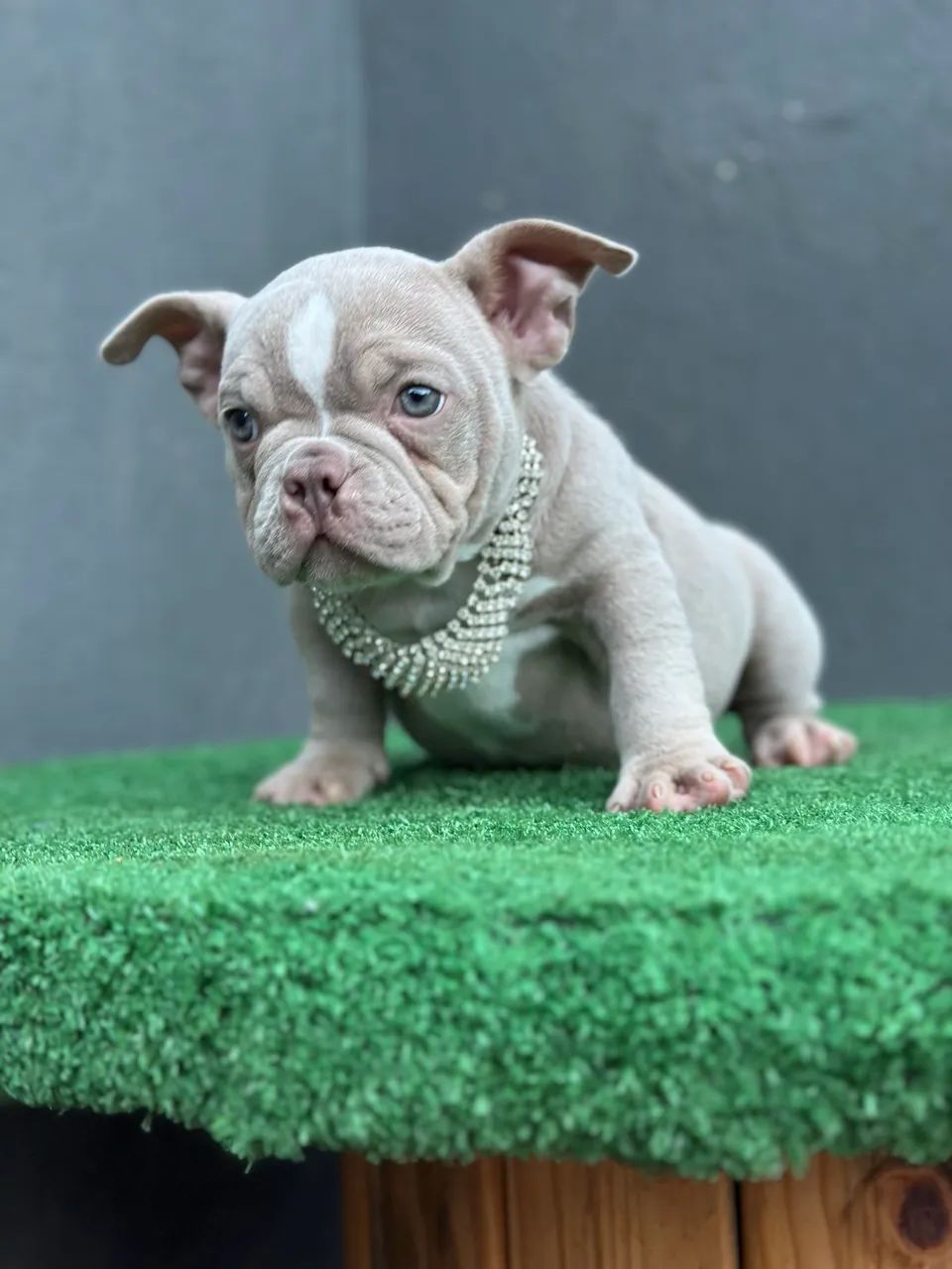 AMERICAN BULLY MICRO - FÊMEA  - Foto 4