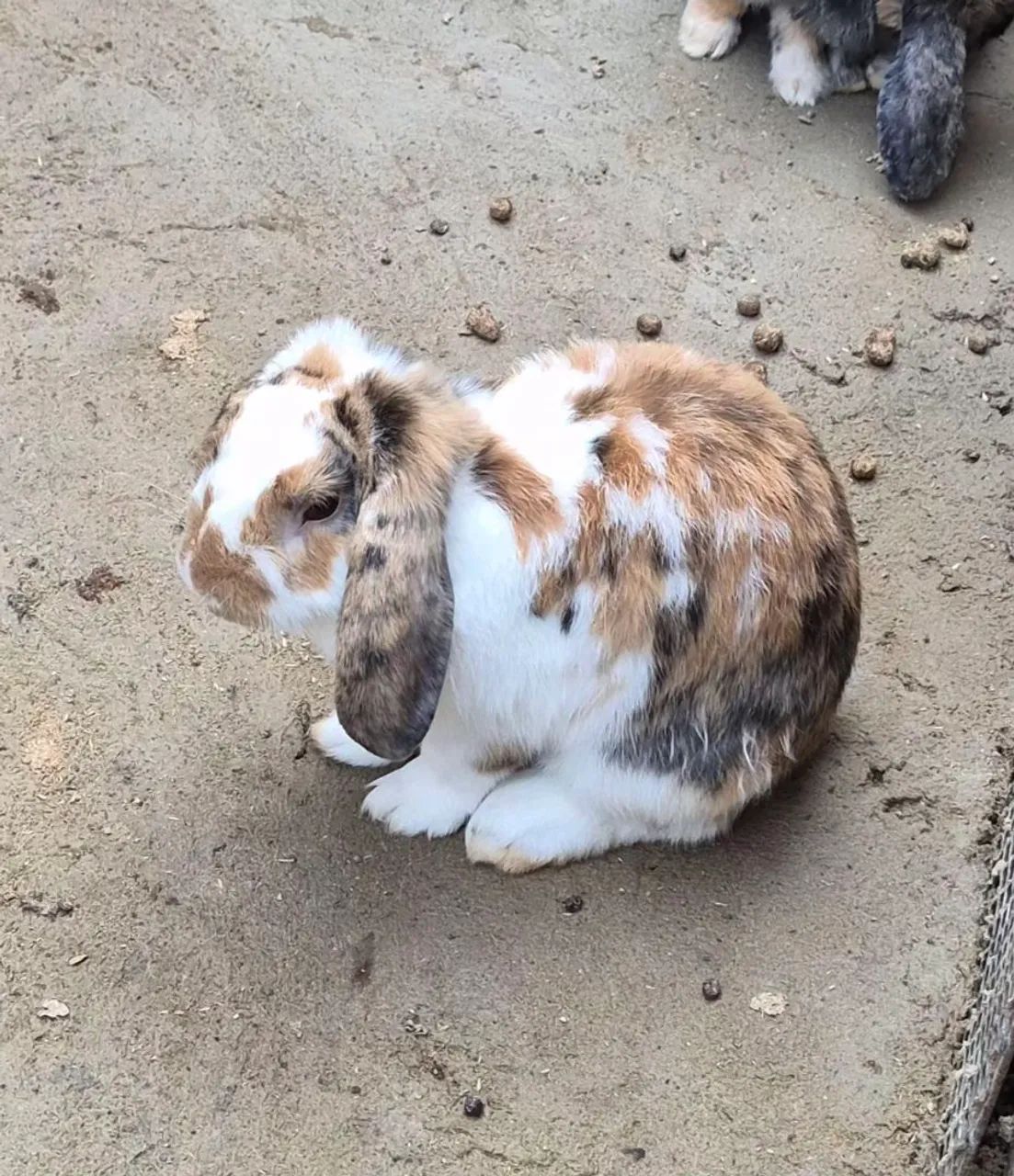 Coelho Mini Lop - Foto 4