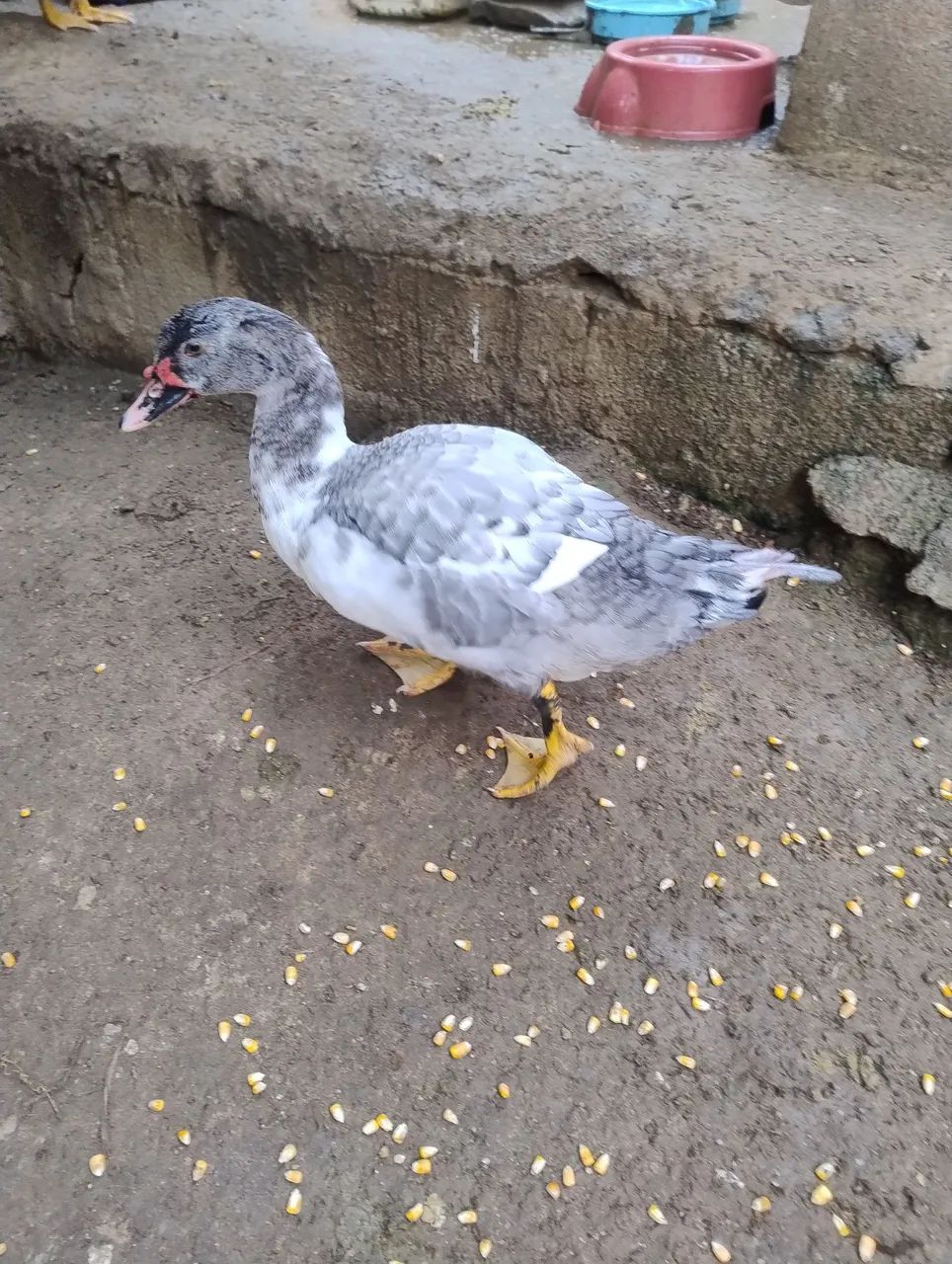 PATOS JOVENS E SAUDÁVEIS  - Foto 2