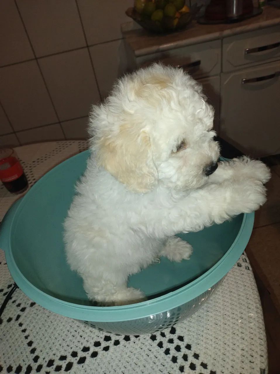 Filhote de poodle  - Foto 3