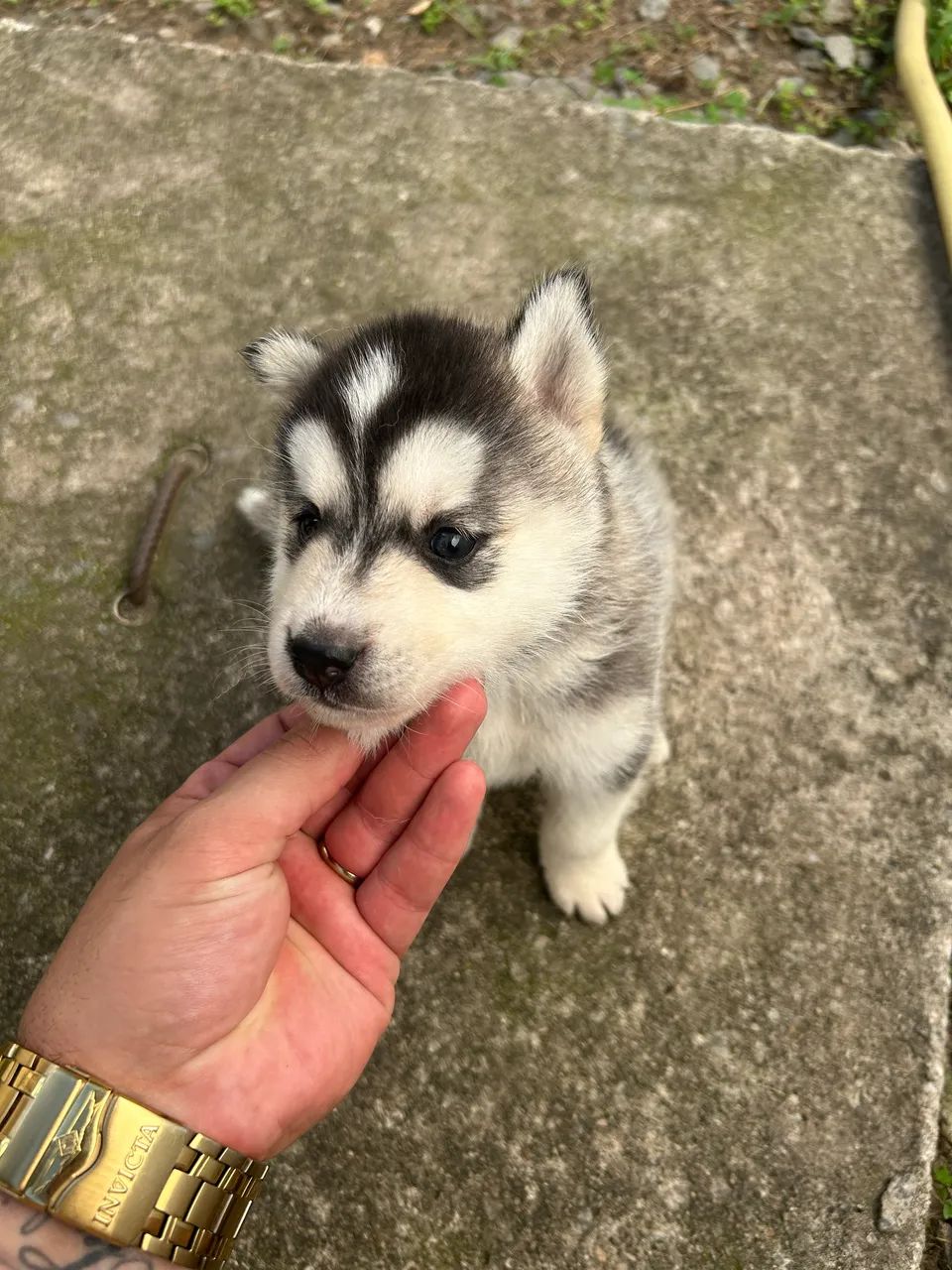 Husky Siberiano  - Foto 4