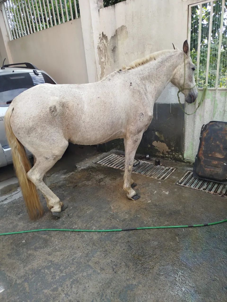 Cavalo  - Foto 2