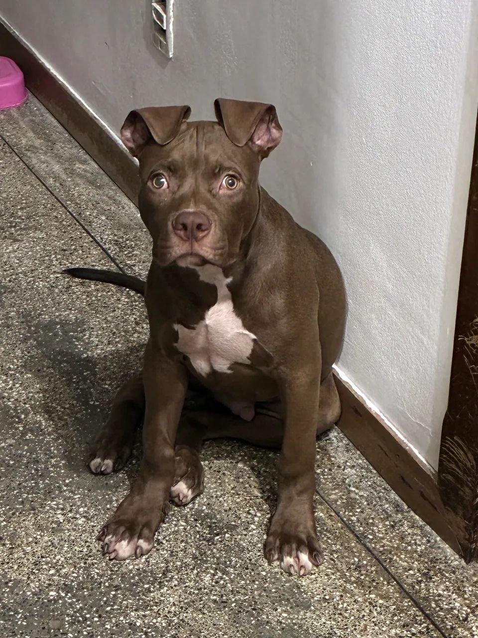 Pitbull monster 