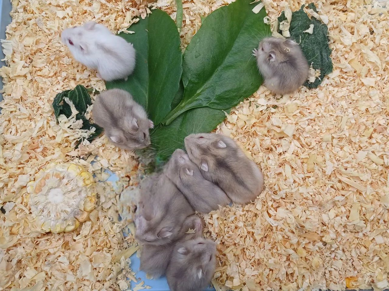 Hamster anão russo 