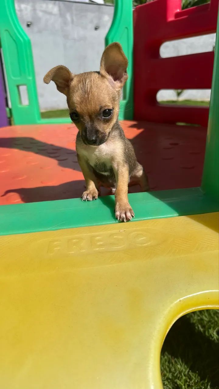 Pinscher 0 machos e fêmeas - Foto 2