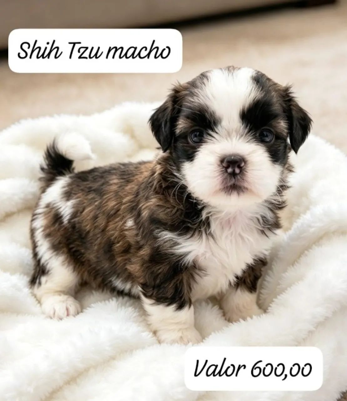 Shih tzu