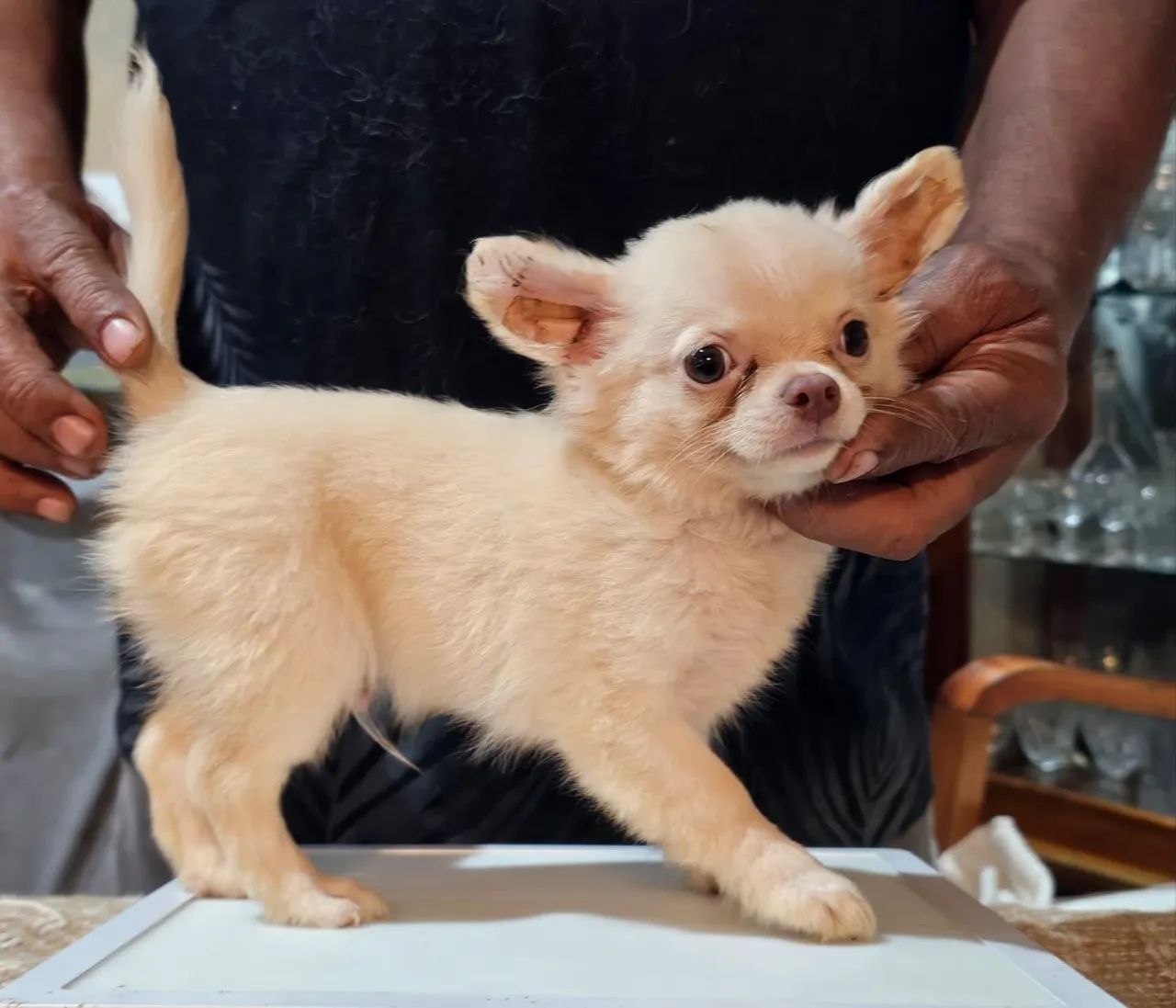 Macho chihuahau 