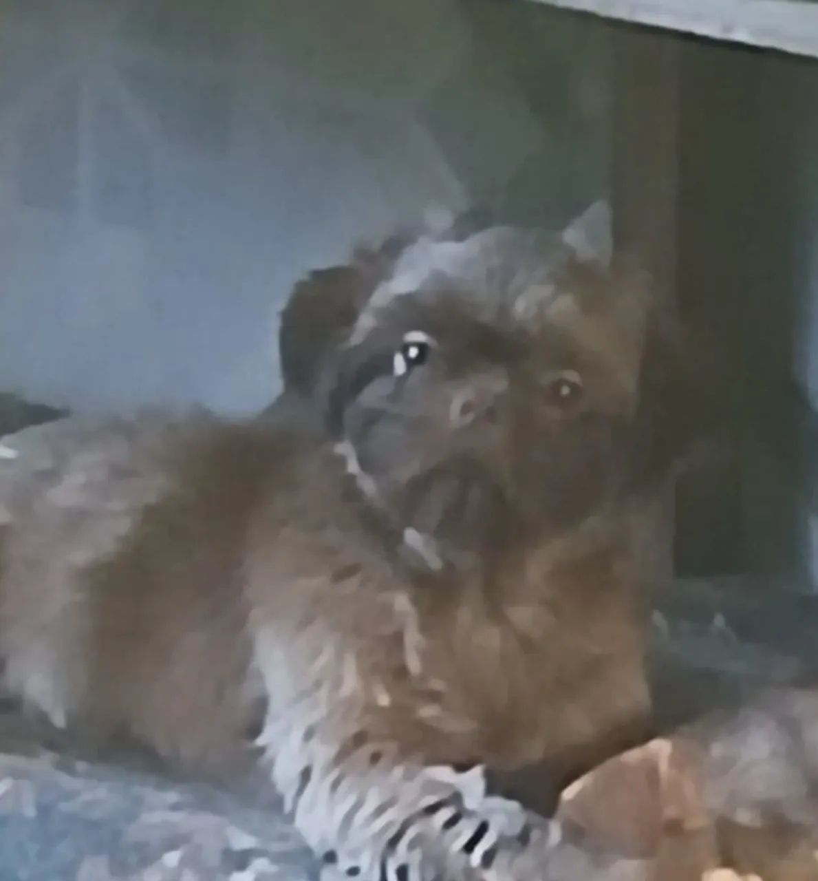 Shihtzu 