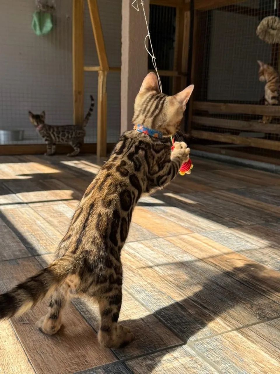 Gato  Bengal  - Foto 4