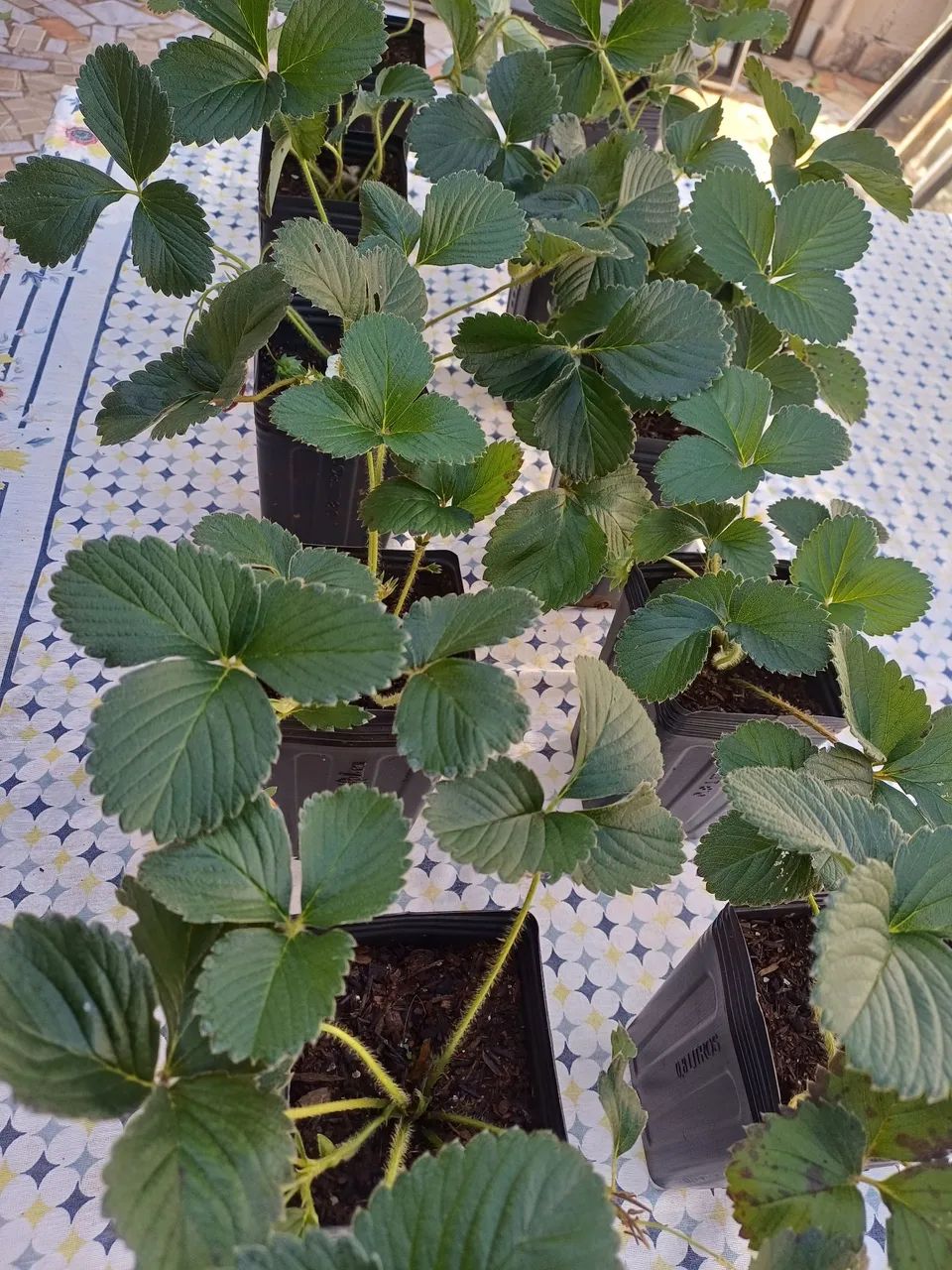 Mudas de Morango - Foto 4