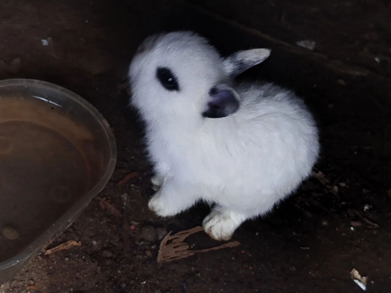 Coelhos lindos a venda - Foto 5