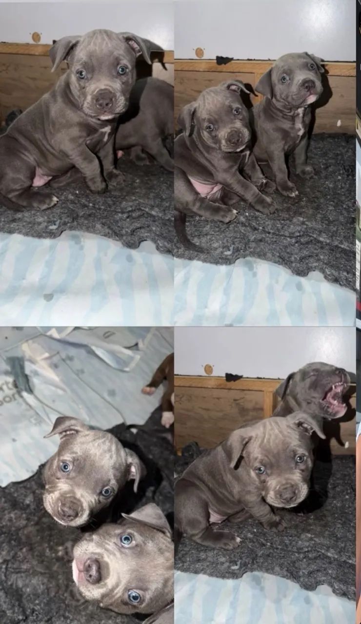 American bully Pocket  - Foto 5
