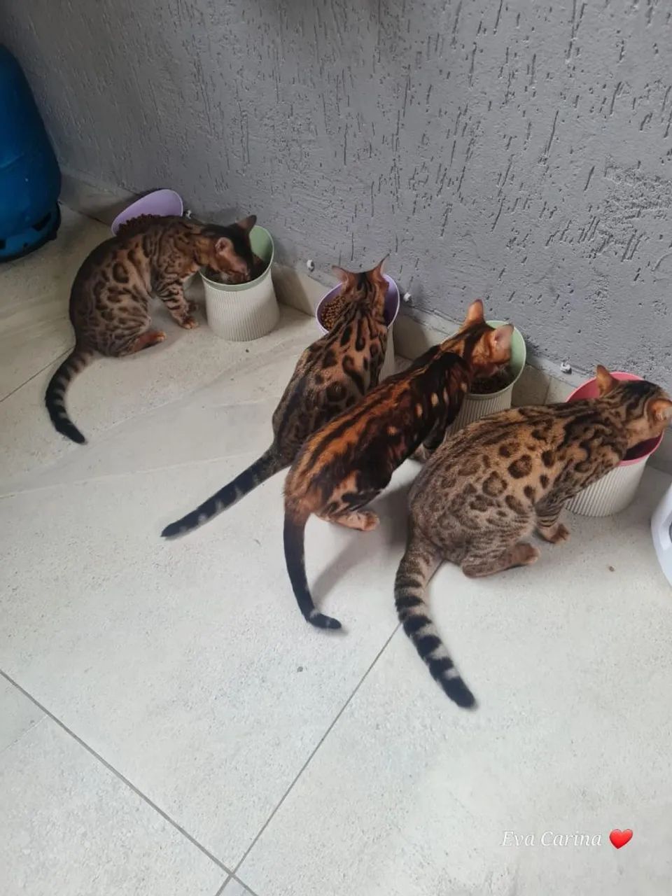 Gato bengal 
