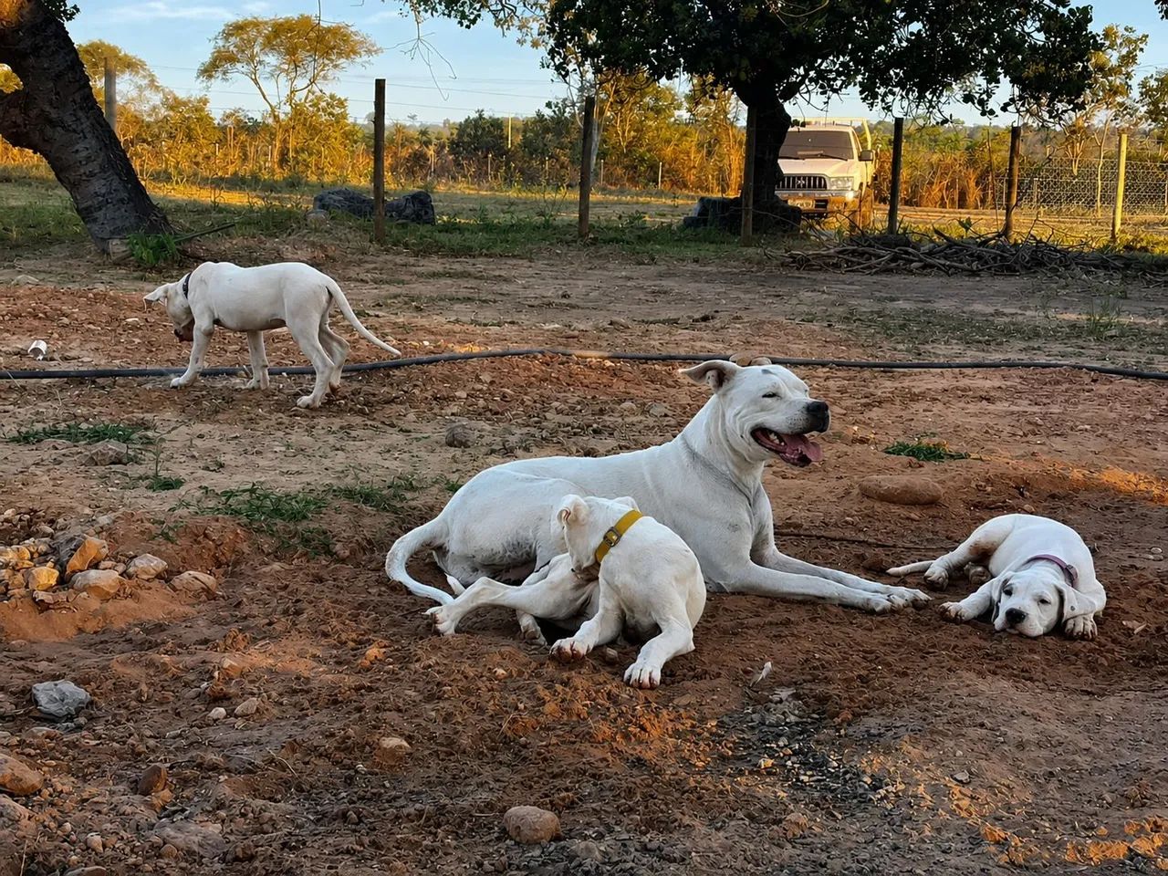 DOGO ARGENTINO  - Foto 4