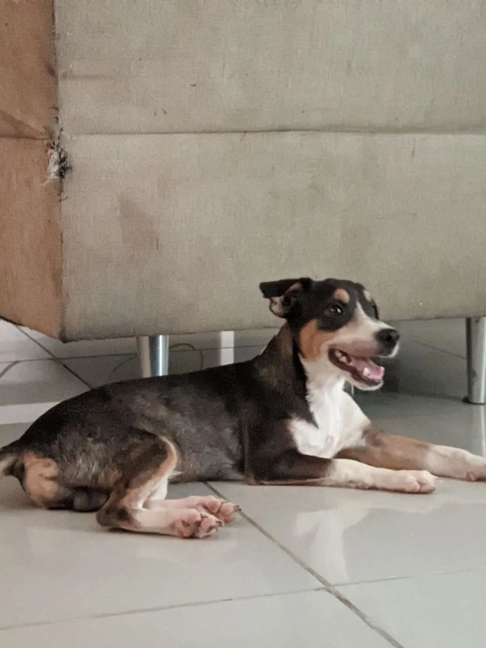 Filhote pra adoção  - Foto 4