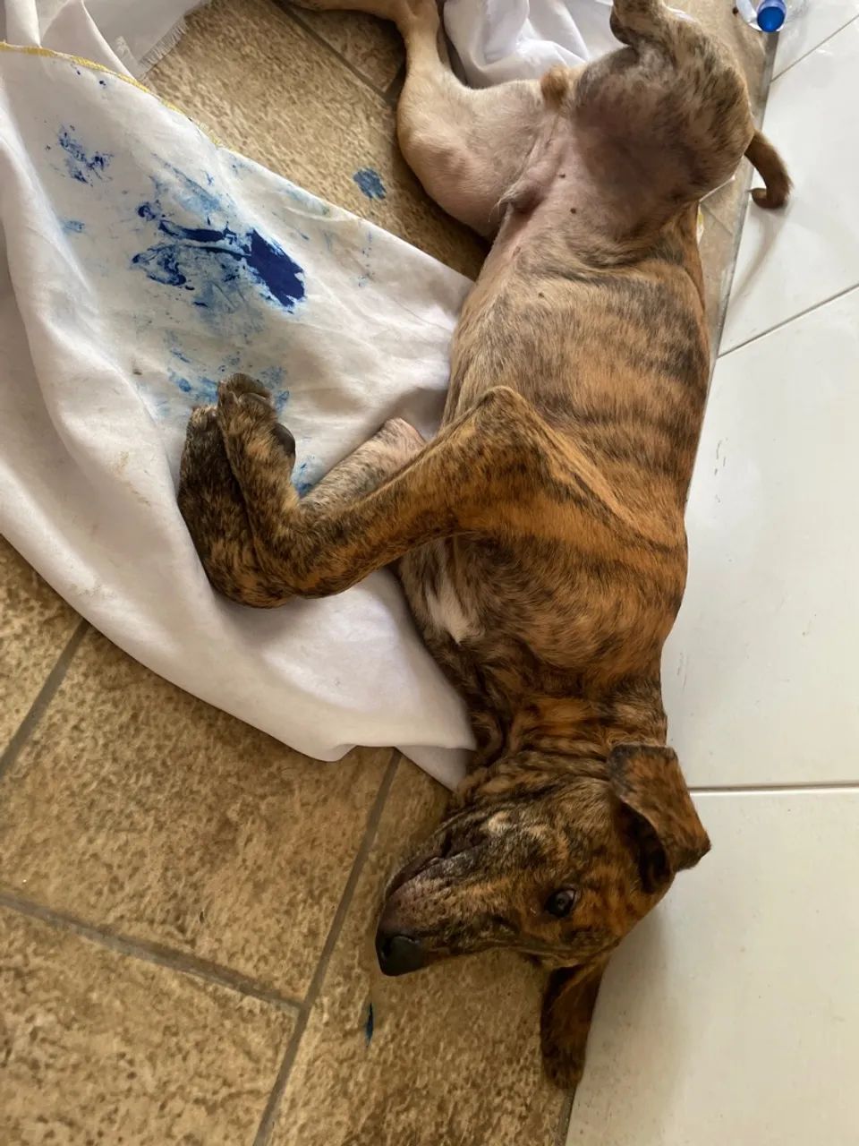Duke