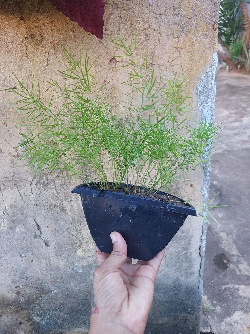 Planta Aspargo Alfinete - Foto 3