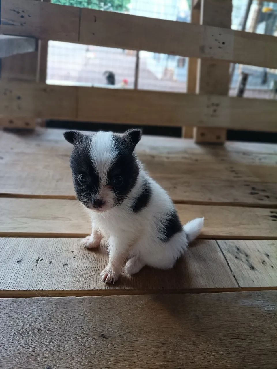 Pets - Foto 4