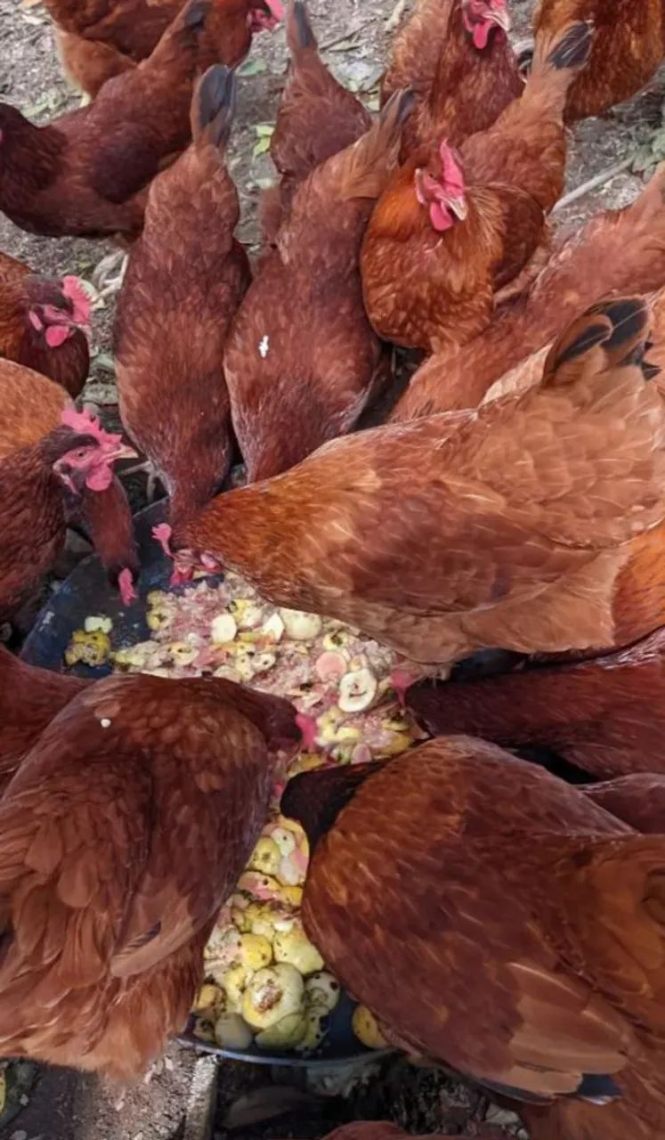 Pinto de Poedeiras Embrapa 51 