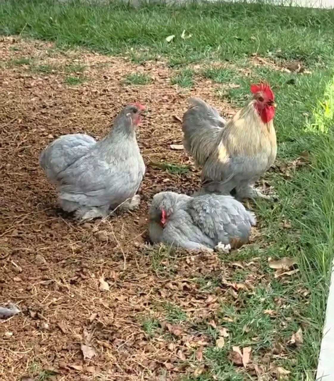 Galinhas Mini Cochin Lavanda - Foto 2