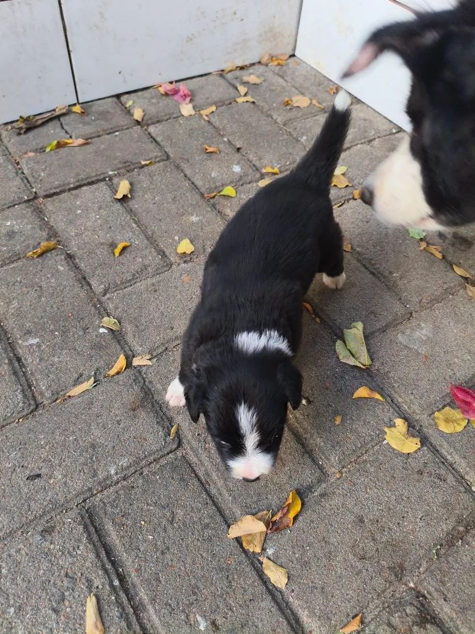 Filhote de border collie  - Foto 4
