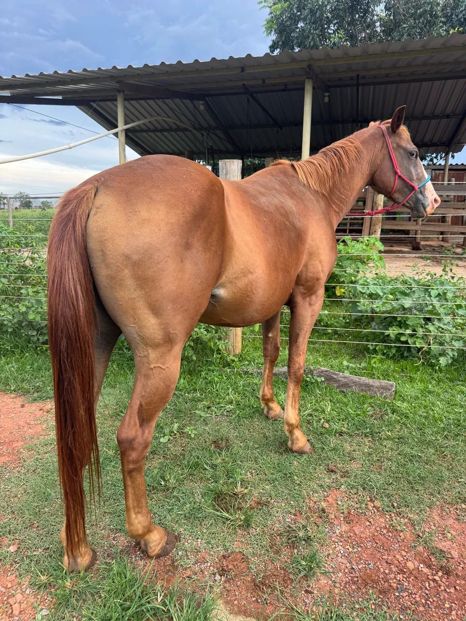 Potra Quarto de Milha PÔ - Foto 3
