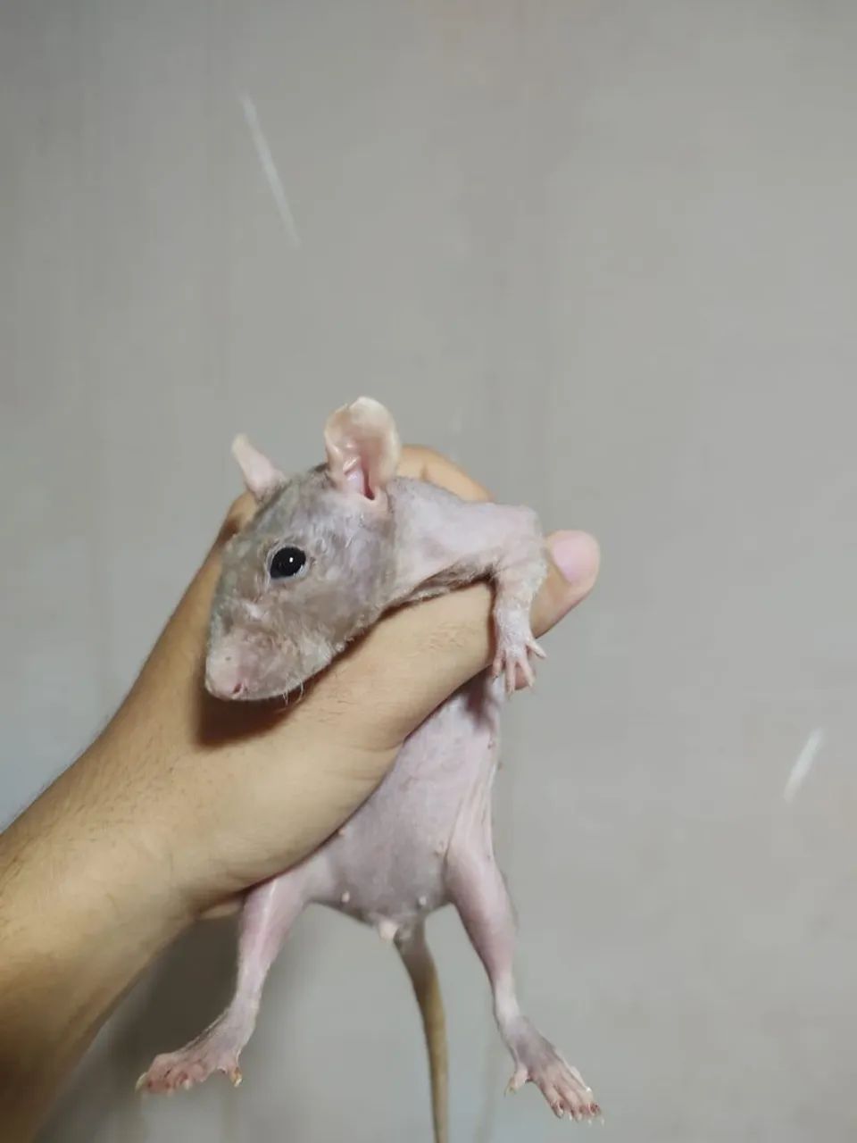 Kit 5 Ratos raça pelados + acessórios  - Foto 5