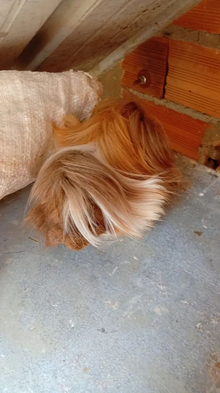 Complete breeding stock of Peruvian guinea pigs, Uruguayan imported lineage, long-haired