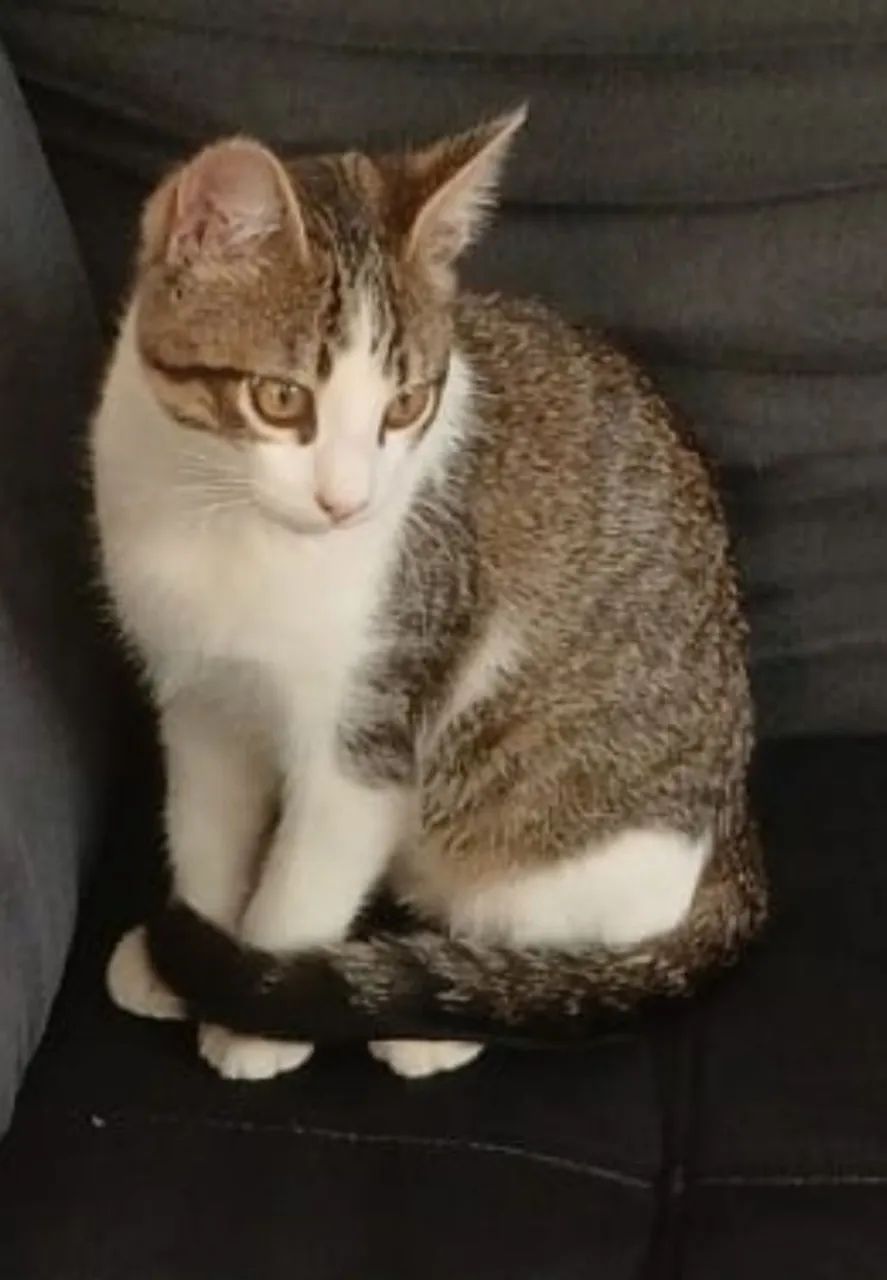 Gatos para doação  - Foto 4