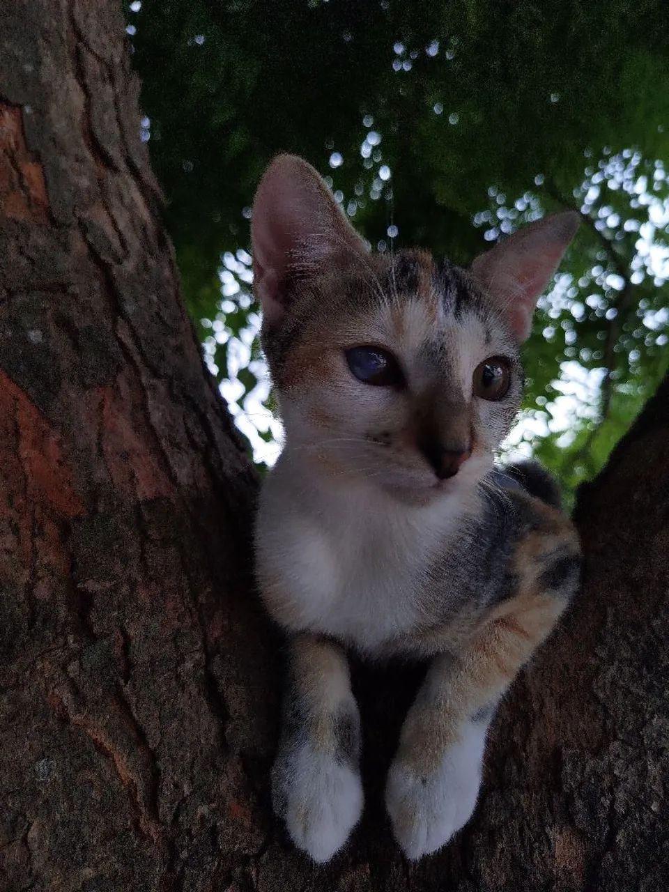 Gata fêmea tricolor para adoção responsável  - Foto 5