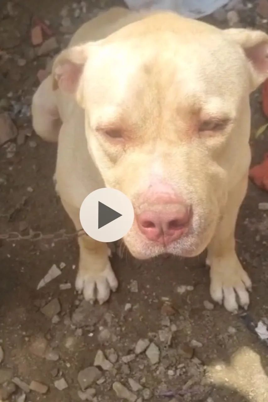 Pitbull puro - Foto 3