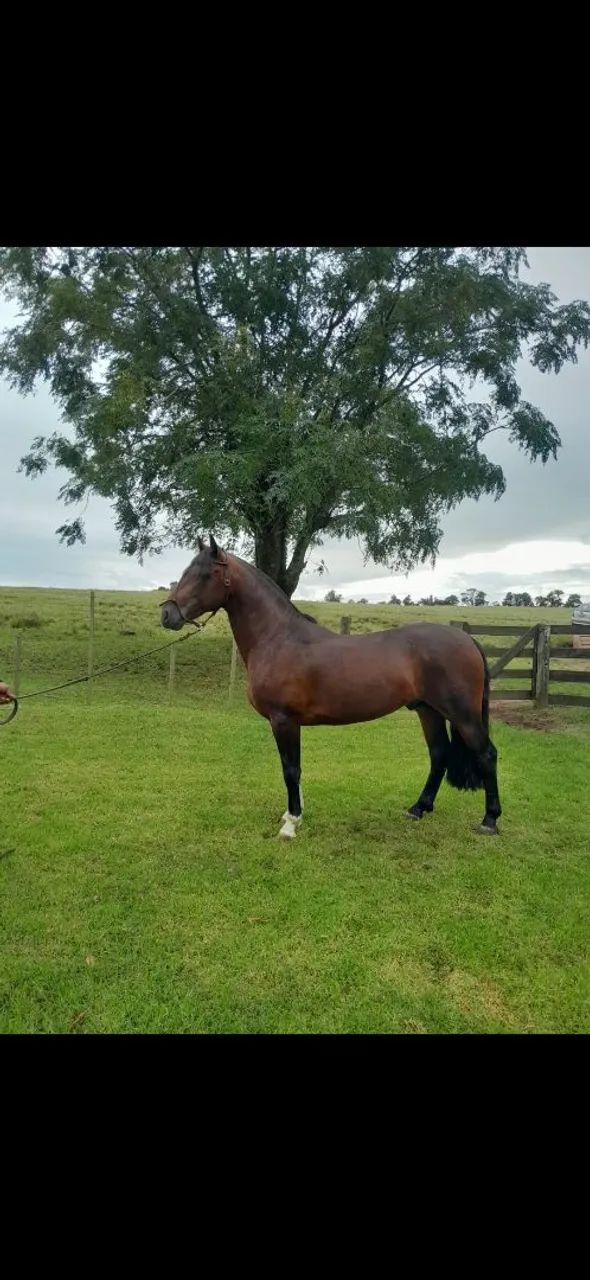 Garanhão Crioulo  - Foto 2