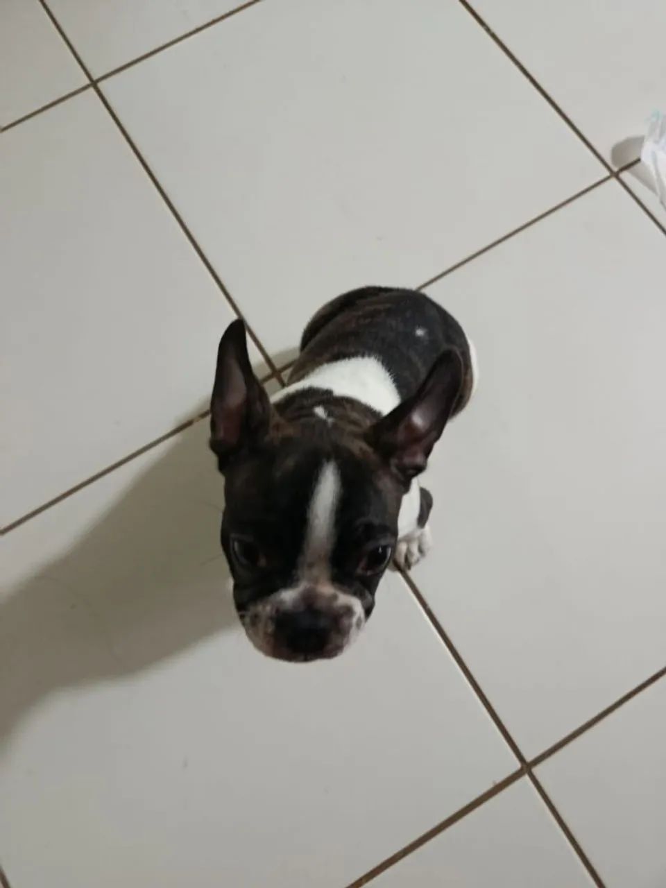 Bulldog Francês  macho - Foto 5