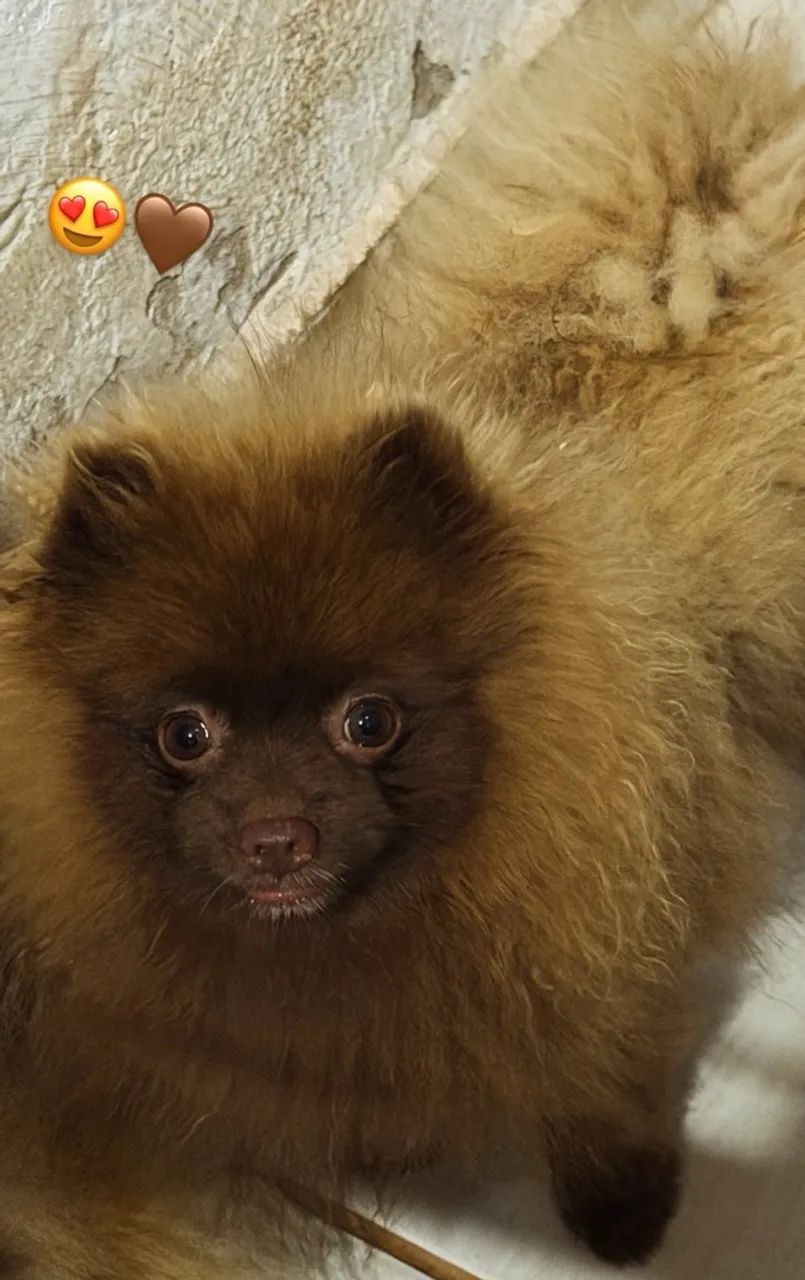 Spitz alemão  - Foto 2