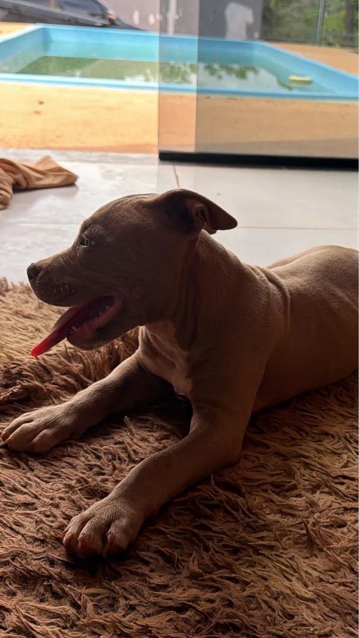 Cachorro pit Buul - Foto 2