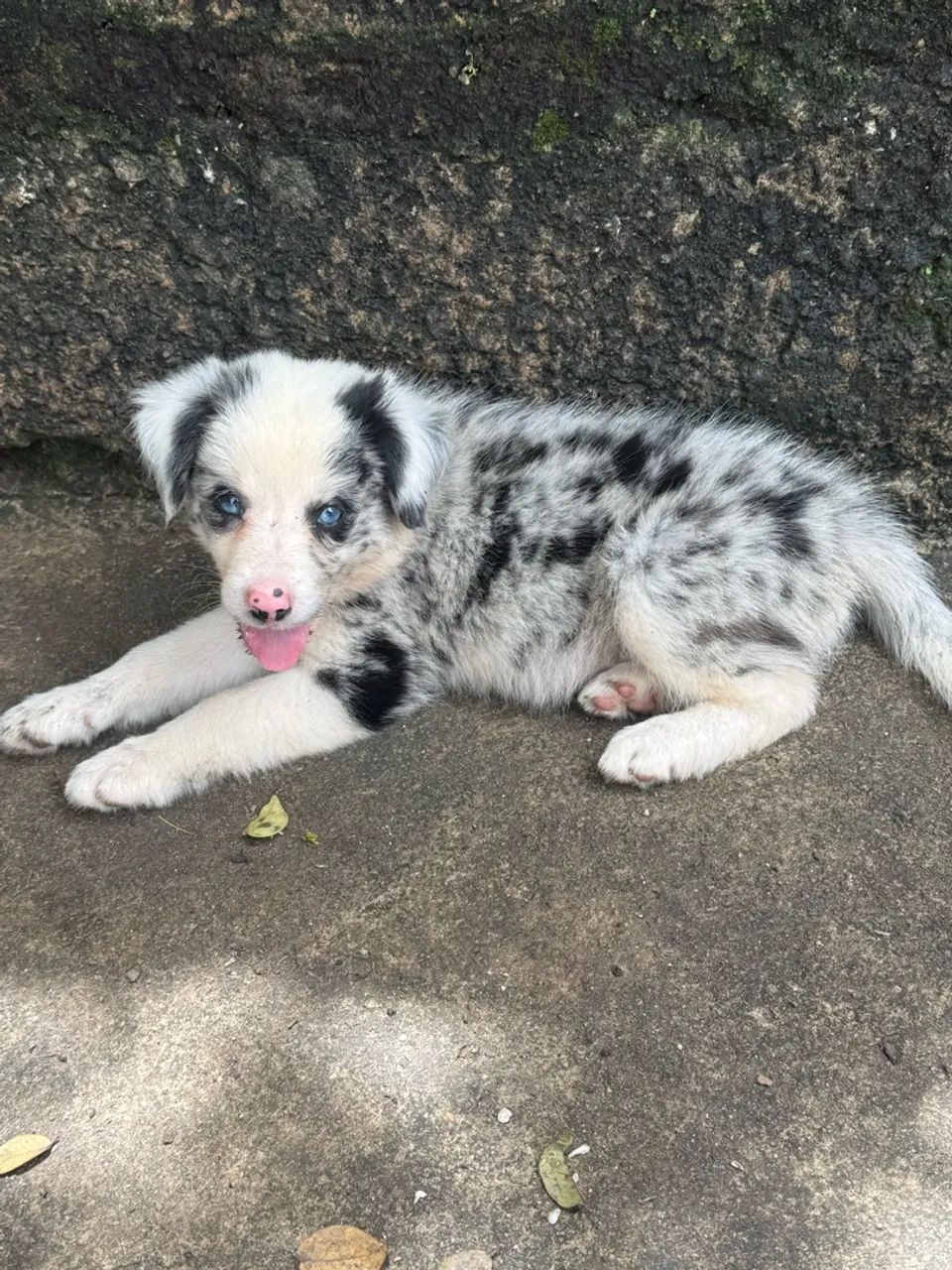 Border collie com pedigree CBKC  - Foto 3