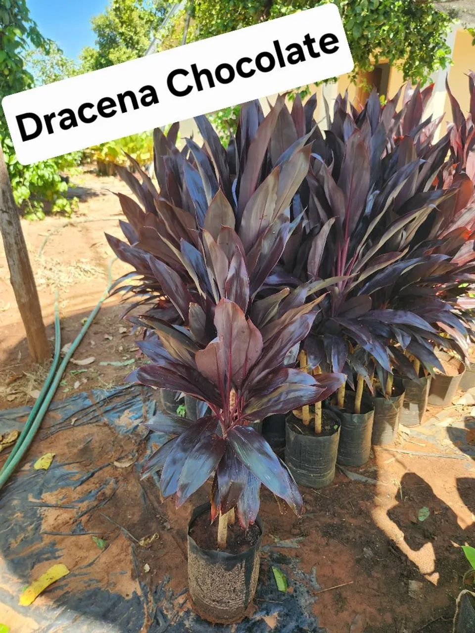 Mudas de plantas ornamentais  - Foto 2