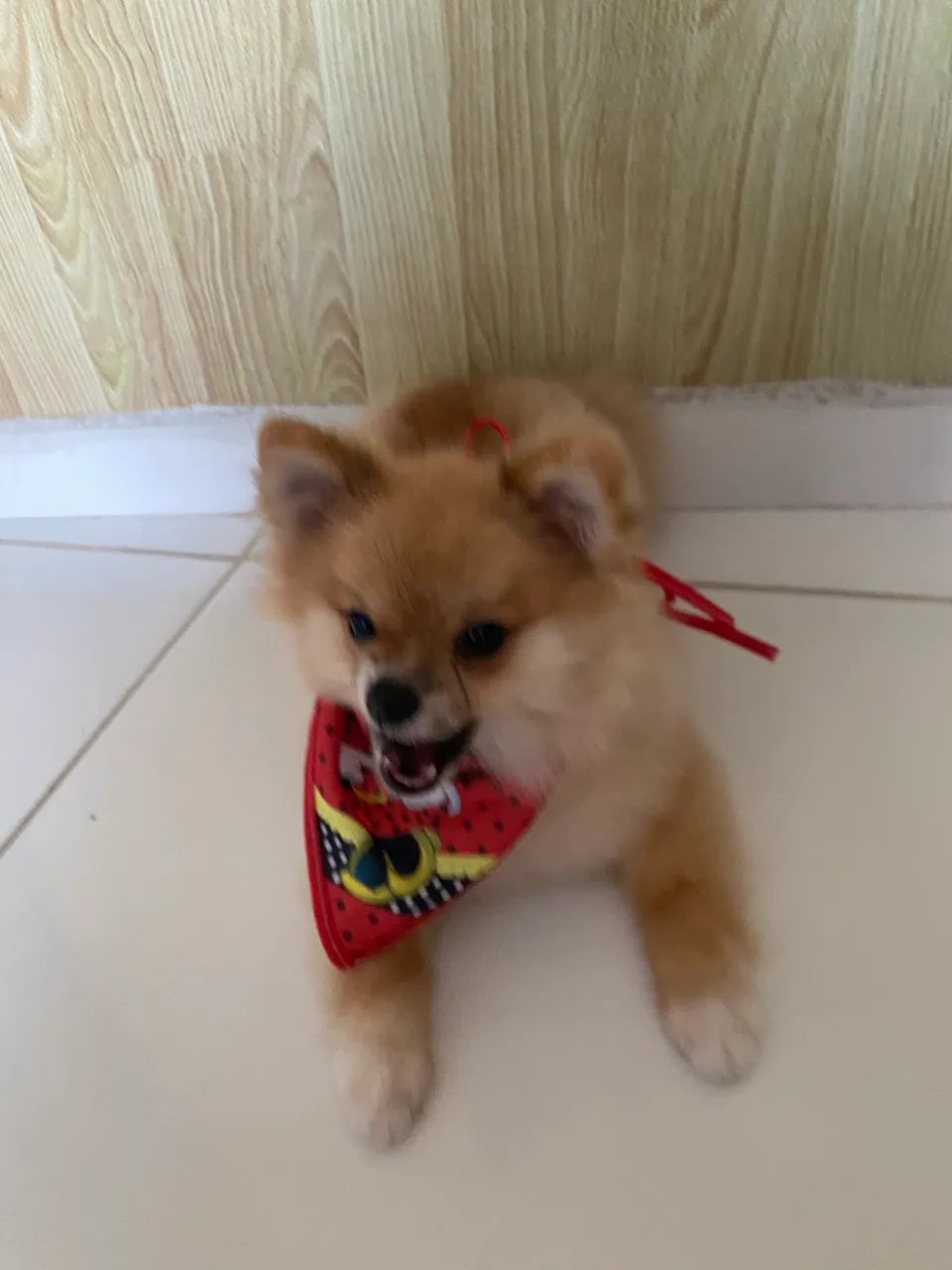 Spitz alemão fêmea  - Foto 3