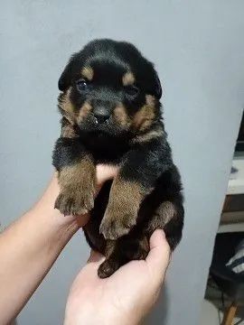 Filhotes de Rottweiler 
