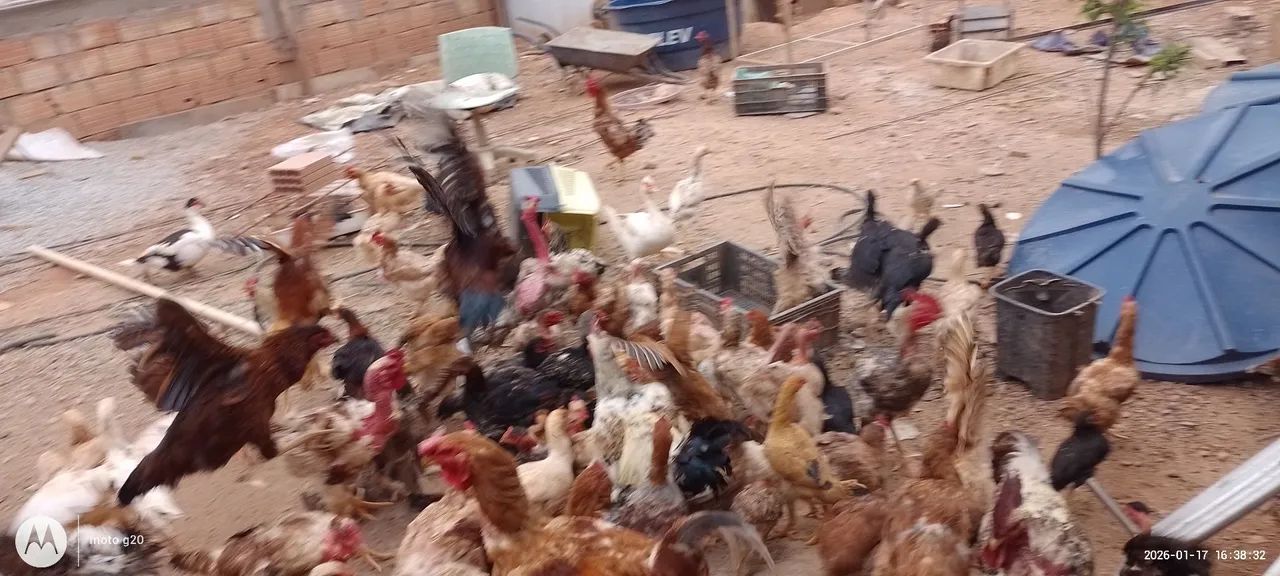 Frango e fraga 