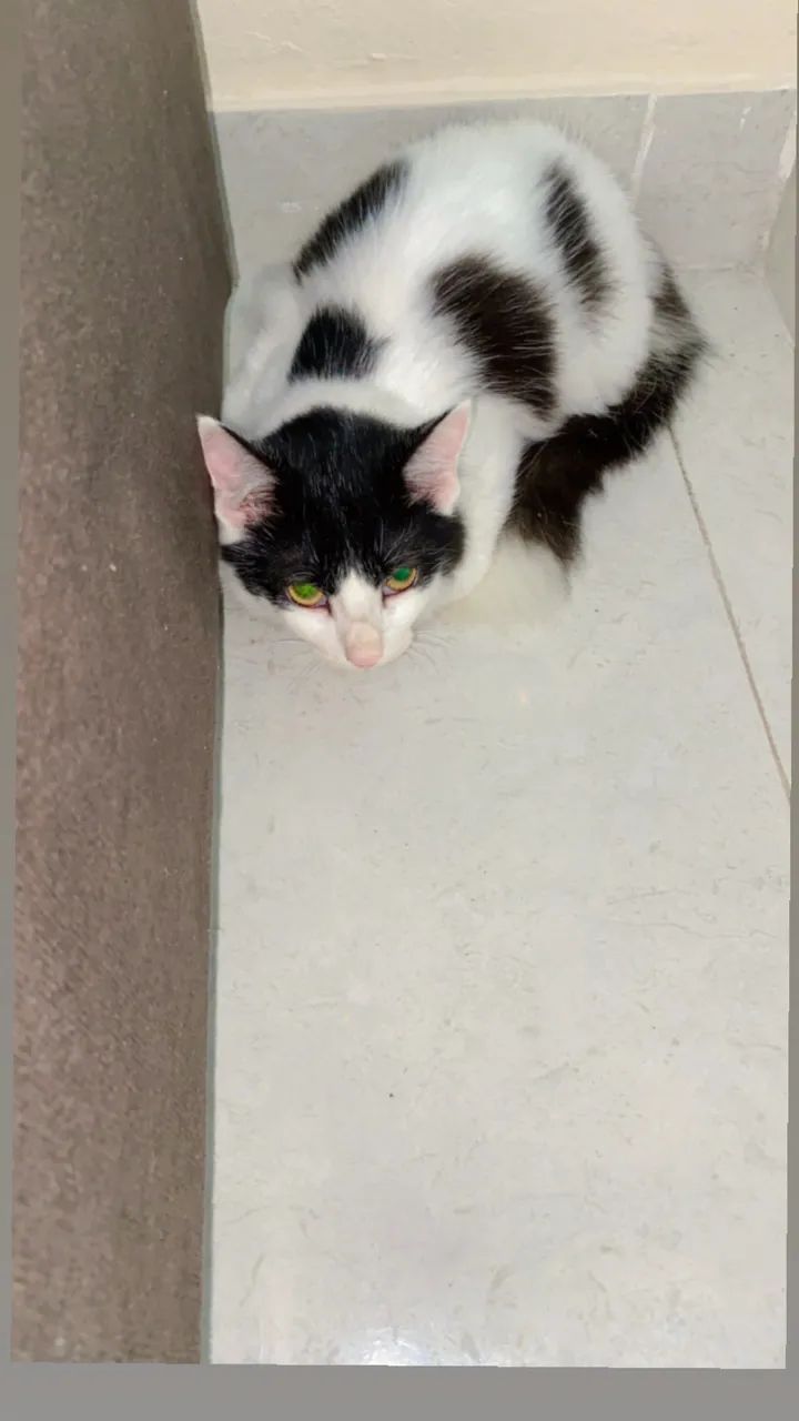 Gato pra adoção 