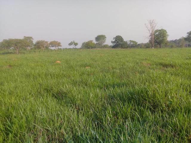 Fazenda - Paraíso do Tocantins/TO - Foto 10
