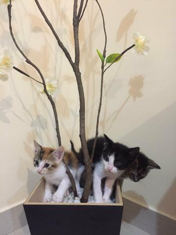 Adoção de Gatos - Foto 4