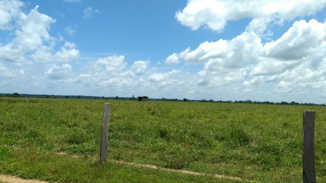 Fazenda 1.028 Hectares Dupla Aptidão - Nova Guarita - MT - Foto 8