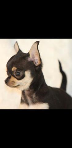 Vendemos lindos bebês de chihuahua